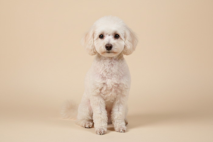 Poodle
